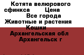 Котята велюрового сфинкса. .. › Цена ­ 15 000 - Все города Животные и растения » Кошки   . Архангельская обл.,Архангельск г.